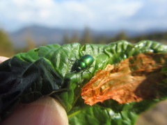 Oreina viridis