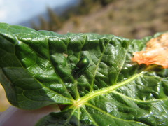 Oreina viridis