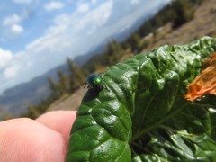 Oreina viridis