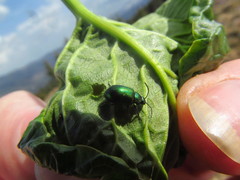 Oreina viridis