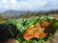 Oreina viridis