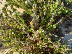 Thymus carnosus