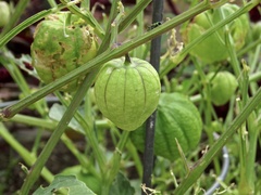 Physalis ixocarpa