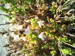Thymus carnosus
