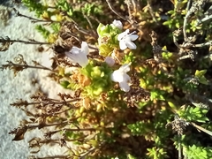 Thymus carnosus