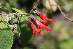 Salvia gesneriiflora