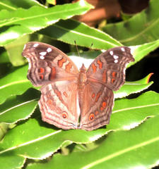 Junonia natalica natalica