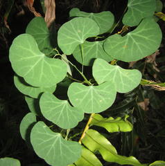 Cissampelos torulosa