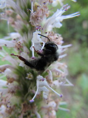 Bombus bifarius