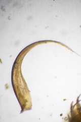 Scorpidium revolvens