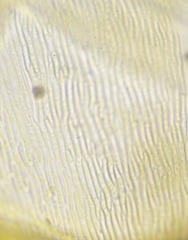 Scorpidium revolvens