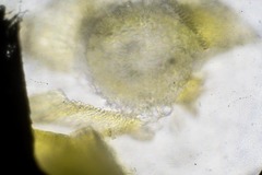 Scorpidium revolvens