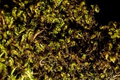 Scorpidium revolvens