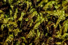 Scorpidium revolvens