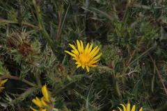 Berkheya onopordifolia onopordifolia