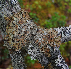 Hypogymnia bitteri