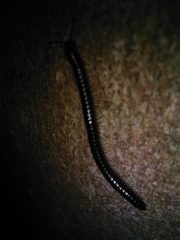 Tachypodoiulus niger