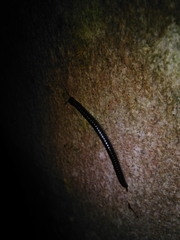 Tachypodoiulus niger