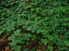 Rubus halsteadensis