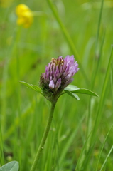 Trifolium pratense pratense