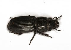Nigidius delegorguei