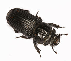 Nigidius delegorguei