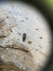 Bitoma insularis