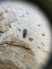 Bitoma insularis