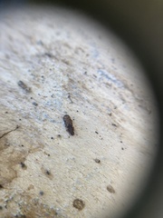 Bitoma insularis