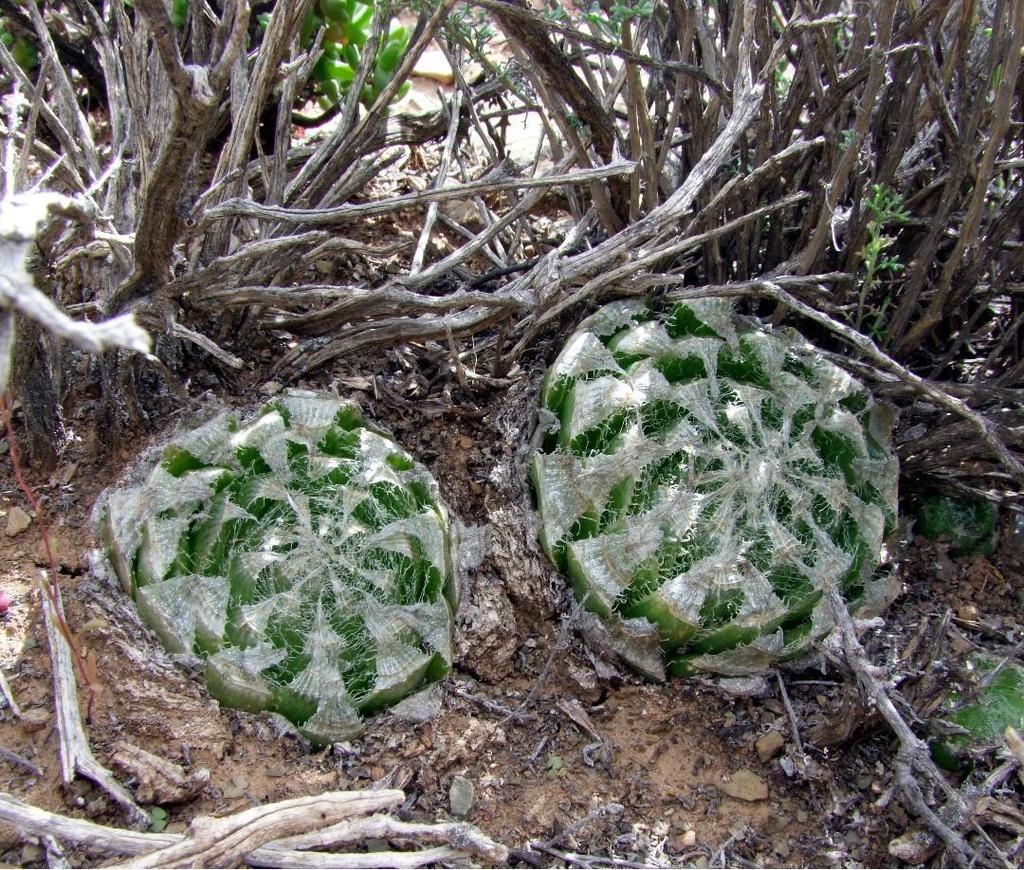 Haworthia semiviva