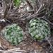 Haworthia semiviva - Photo (c) Jean Audissou, some rights reserved (CC BY-NC), uploaded by Jean Audissou