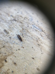Bitoma insularis
