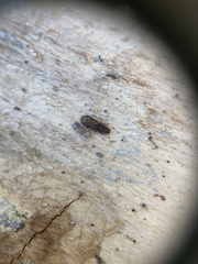 Bitoma insularis