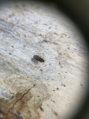 Bitoma insularis