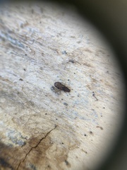 Bitoma insularis
