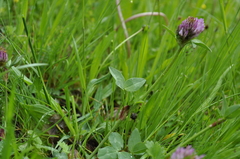 Trifolium pratense pratense
