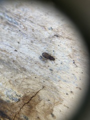 Bitoma insularis
