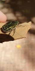 Coleoptera