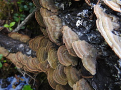 Trichaptum laricinum