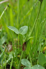 Trifolium pratense pratense