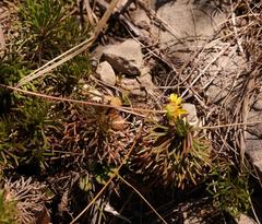 Euryops dyeri