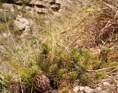 Euryops dyeri