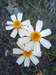 Leucactinia bracteata