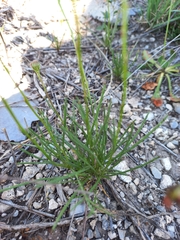 Leucactinia bracteata