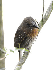 Malacoptila mystacalis