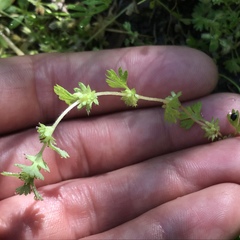 Alchemilla occidentalis