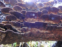 Trichaptum laricinum