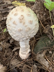 Amanita chrysoblema