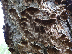 Trichaptum laricinum
