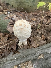 Amanita chrysoblema